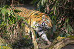 Amur Tiger