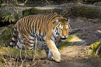 Amur Tiger