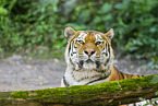 Siberian tiger