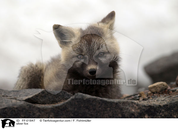 silver fox / FF-01847