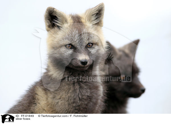 silver foxes / FF-01849