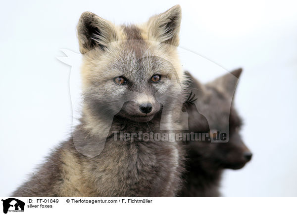 Silberfchse / silver foxes / FF-01849