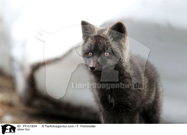 silver fox / FF-01854