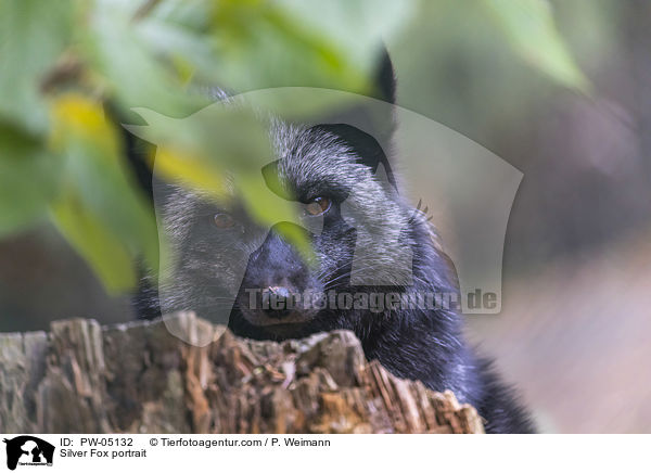 Silver Fox portrait / PW-05132