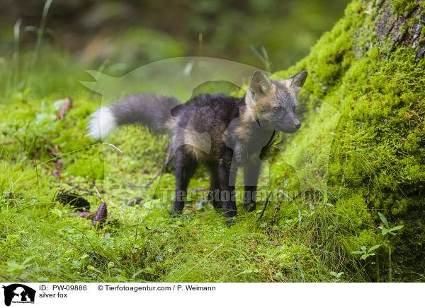 silver fox / PW-09886