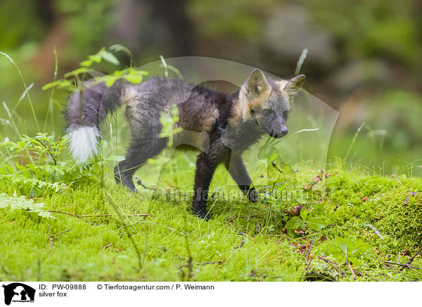 silver fox / PW-09888
