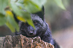 Silver Fox portrait