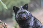 Silver Fox portrait