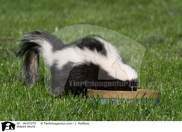 striped skunk / JH-01075
