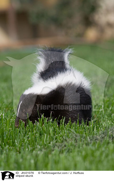 striped skunk / JH-01076