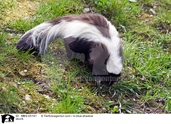 Stinktier / skunk / MBS-05191
