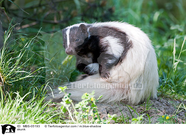 skunk / MBS-05193