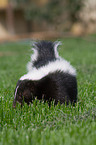 striped skunk