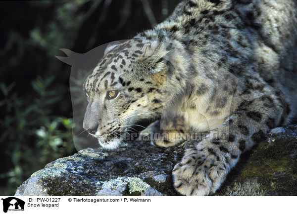 Snow leopard / PW-01227