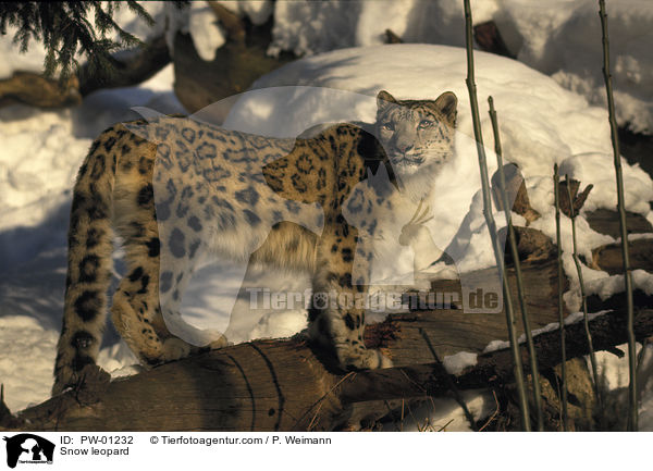 Schneeleopard / Snow leopard / PW-01232