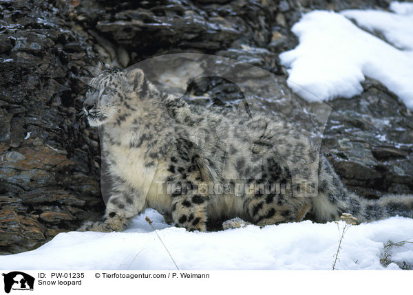 Snow leopard / PW-01235