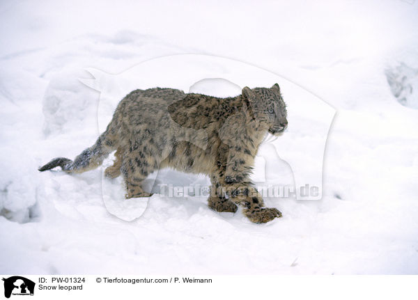 Snow leopard / PW-01324