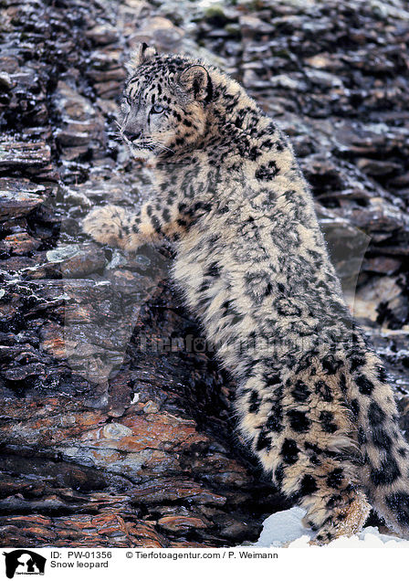 Snow leopard / PW-01356