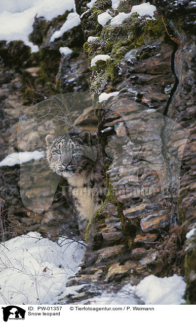 Schneeleopard / Snow leopard / PW-01357