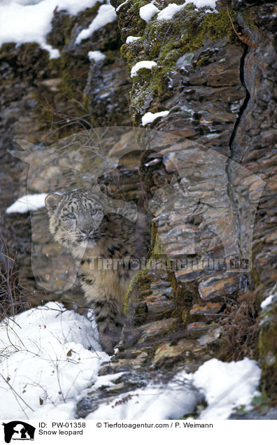 Snow leopard / PW-01358