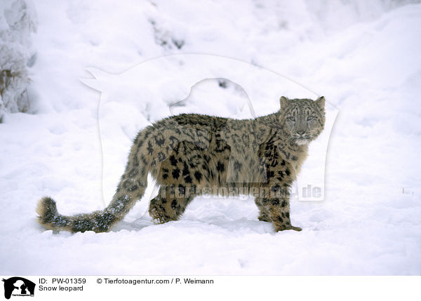 Schneeleopard / Snow leopard / PW-01359