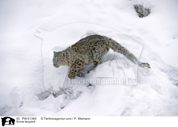 Schneeleopard / Snow leopard / PW-01360
