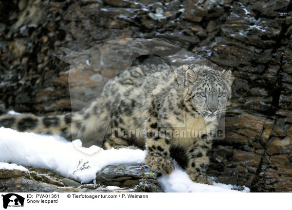 Schneeleopard / Snow leopard / PW-01361