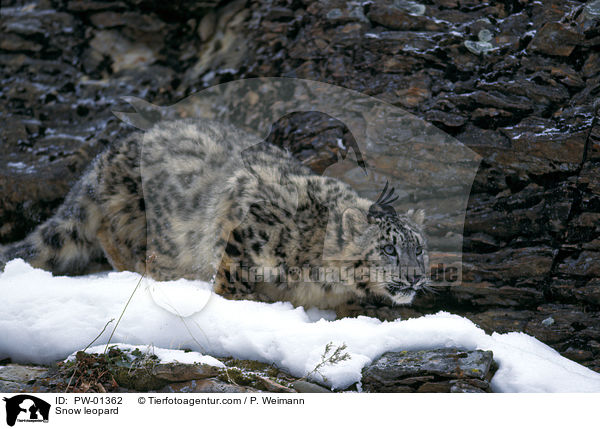 Snow leopard / PW-01362