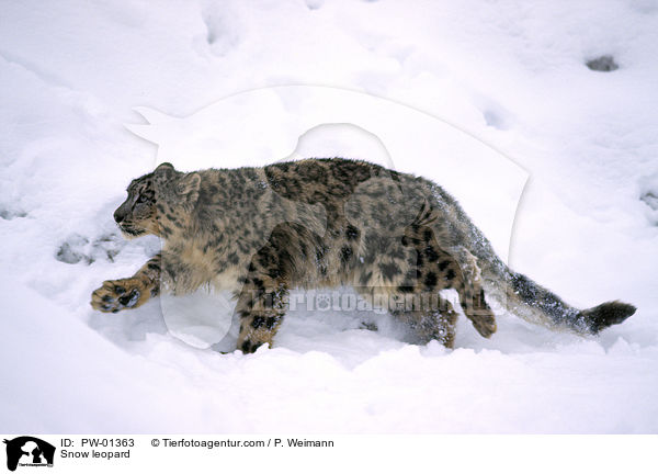 Schneeleopard / Snow leopard / PW-01363