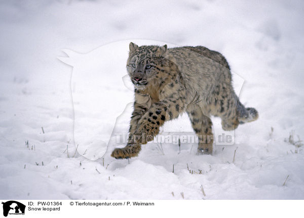 Schneeleopard / Snow leopard / PW-01364