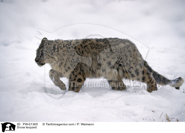 Schneeleopard / Snow leopard / PW-01365