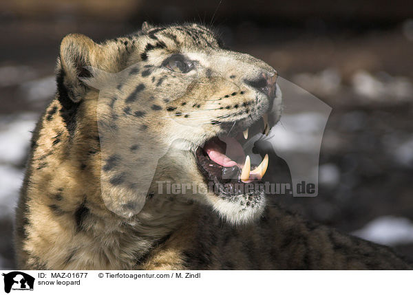 Schneeleopard / snow leopard / MAZ-01677