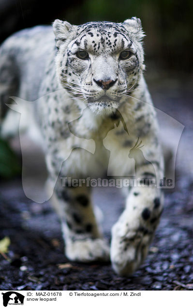 snow leopard / MAZ-01678