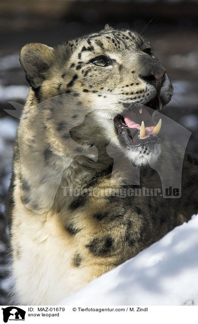 Schneeleopard / snow leopard / MAZ-01679