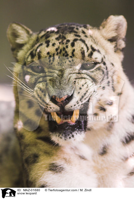 Schneeleopard / snow leopard / MAZ-01680