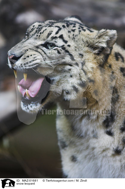 Schneeleopard / snow leopard / MAZ-01681