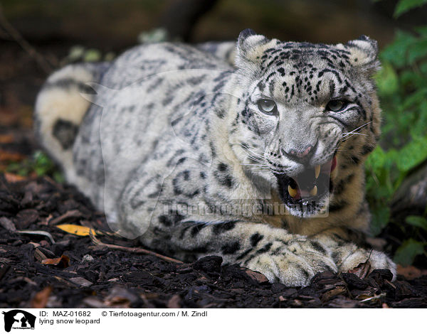 lying snow leopard / MAZ-01682