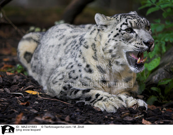 liegender Schneeleopard / lying snow leopard / MAZ-01683
