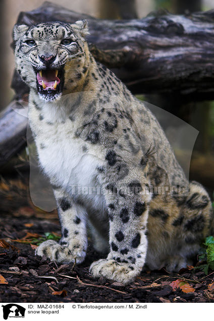 snow leopard / MAZ-01684