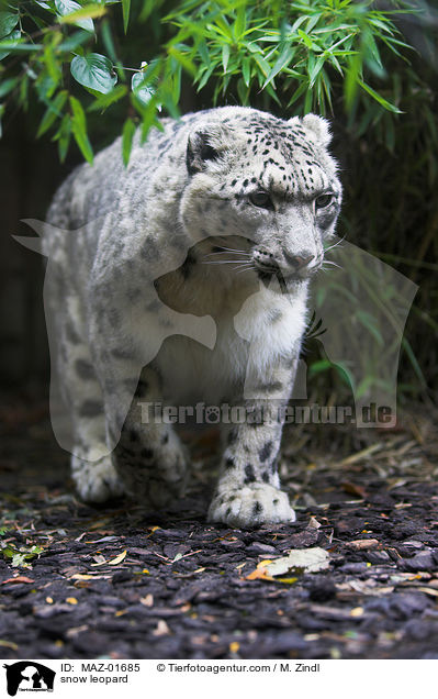 snow leopard / MAZ-01685