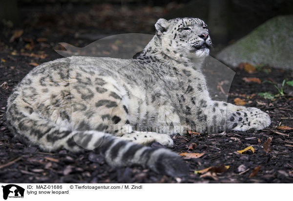 lying snow leopard / MAZ-01686