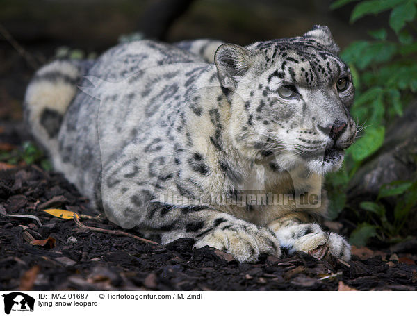 lying snow leopard / MAZ-01687