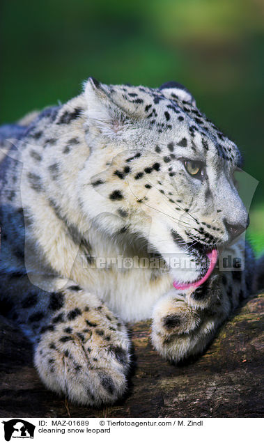 cleaning snow leopard / MAZ-01689