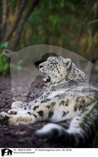 liegender Schneeleopard / lying snow leopard / MAZ-01694