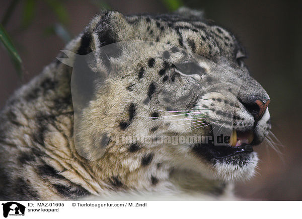 Schneeleopard / snow leopard / MAZ-01695