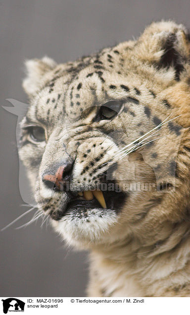 Schneeleopard / snow leopard / MAZ-01696