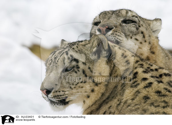 Schneeleoparden / snow leopards / HJ-03401