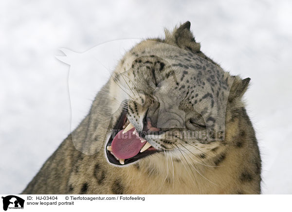 Schneeleopard Portrait / snow leopard portrait / HJ-03404