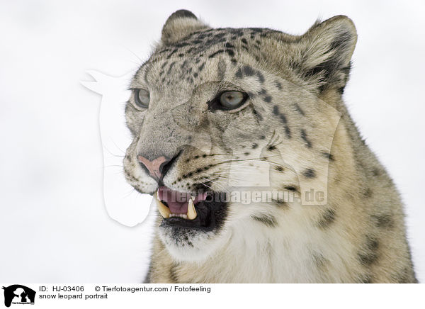 Schneeleopard Portrait / snow leopard portrait / HJ-03406