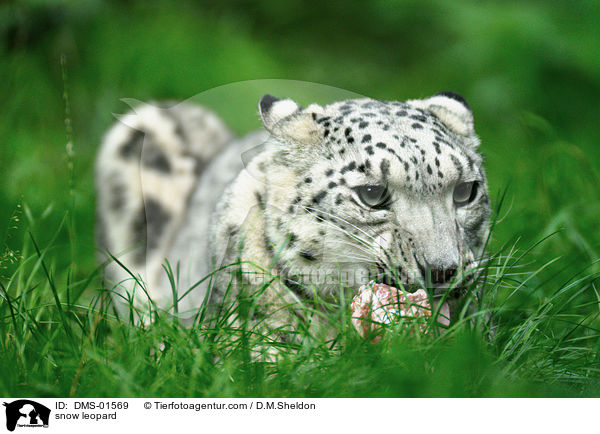 Schneeleopard / snow leopard / DMS-01569